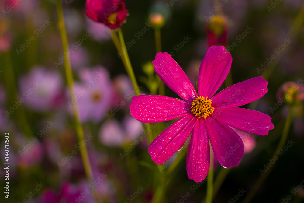 Fototapeta premium Cosmos,Kosmos,Celosia flower.