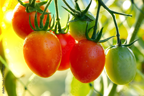 Tomato growing, tomatoes, tomatoes, tomatoes, red tomatoes grown in garden gardens, Red tomatoes grown in gardens and warm sunrise in the morning.