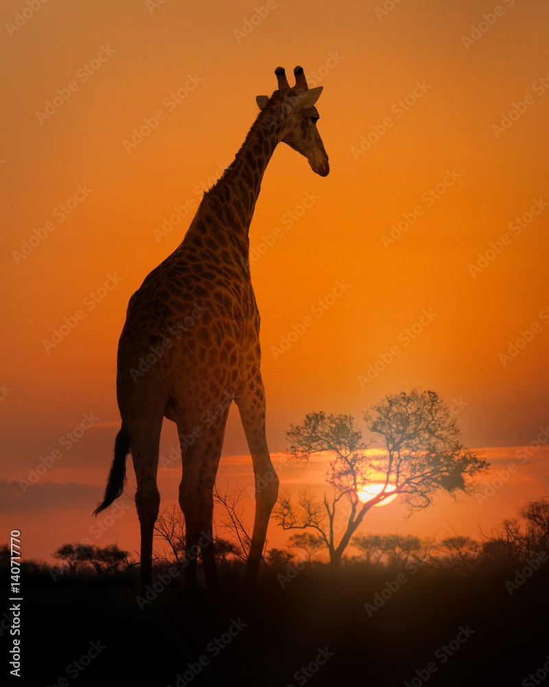 Obraz premium African Giraffe Walking at Sunset