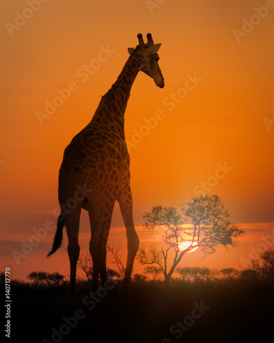 African Giraffe Walking at Sunset