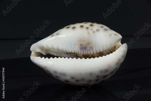 Beautiful sea shell on a black background