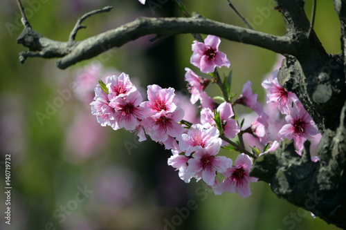Pink Peach Blossoms in Orchard at Spring