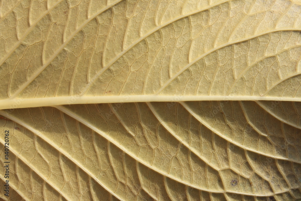 Naklejka premium Foglia, nervature, ortensie particolare foglia