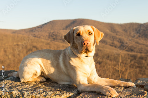 Yellow labrador retriever lays on rocks with the mountains of Shenandoah National Park off in the distance