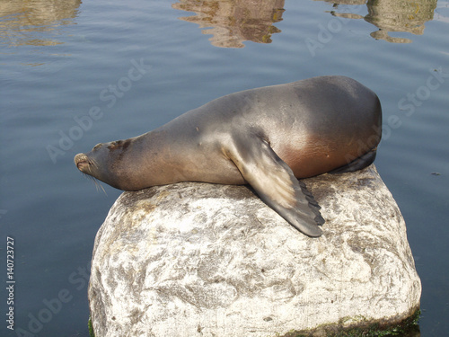 Sea Lion at Dolfinarium in Harderwijk, NLD photo