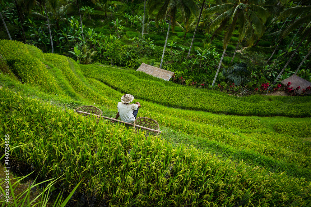 Obraz premium Rice terrace worker with baskets - Tegallalang, Bali