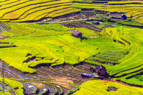 Terraced rice fields in Vietnam