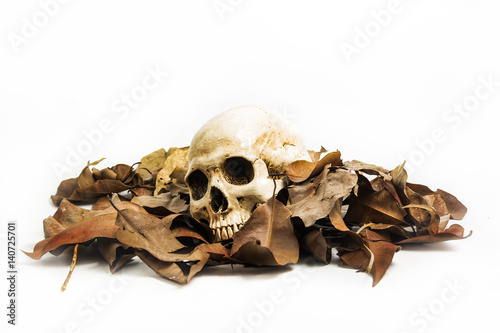 Skull with Dry leaf on white background