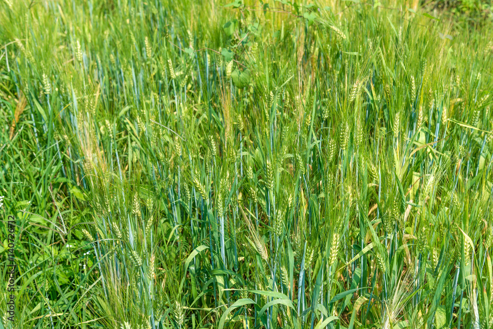 Obraz premium The barley rice