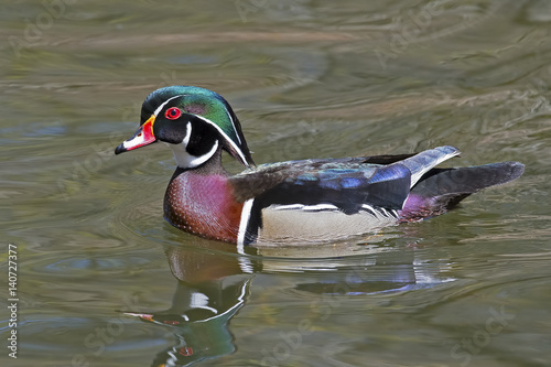 Male Wood Duck Flapping Wings