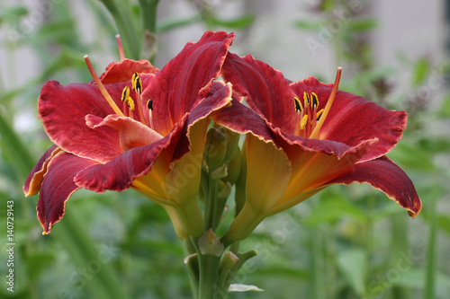 Double hemerocallis. On runaway there are symmetrically located two claret flowers of a day lily.