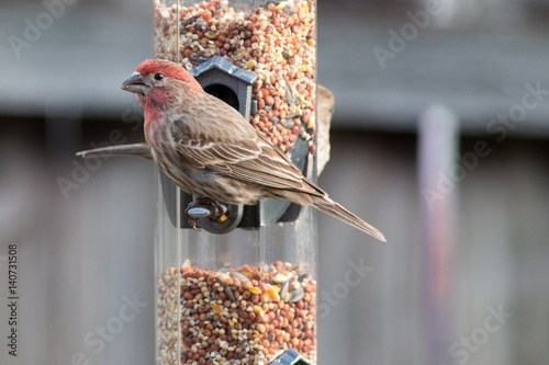 Foto Male House Finch eating seed from a bird feeder.