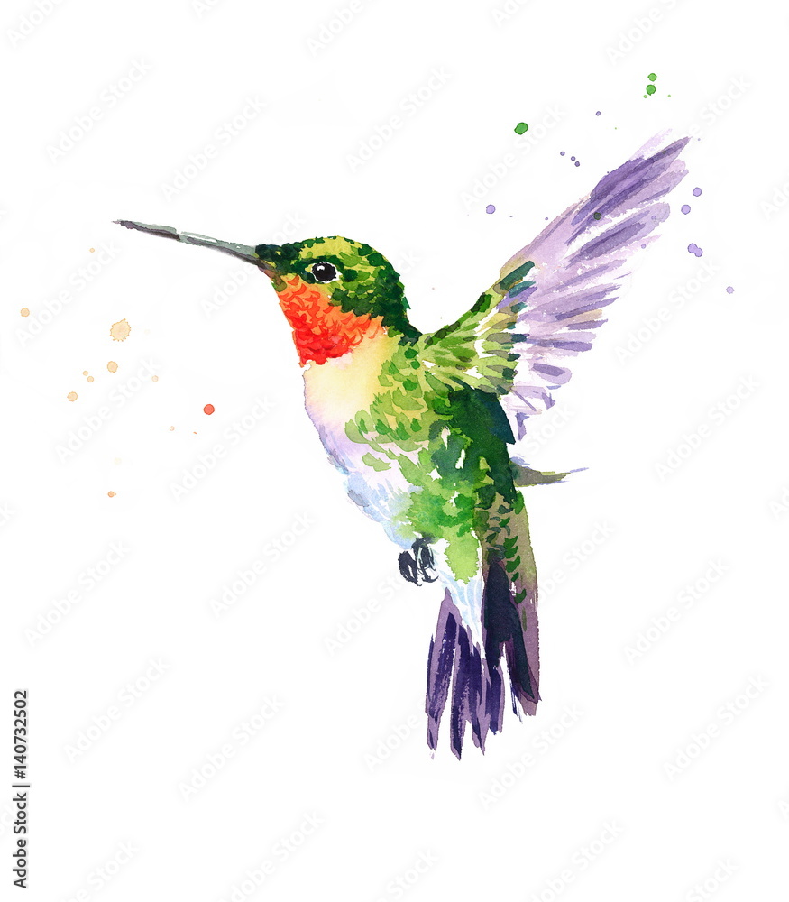 Obraz Akwarela ptak Hummingbird latający ręka Rysująca lato ogródu ilustracja odizolowywająca na białym tle