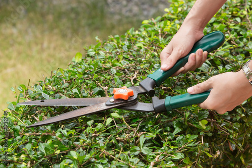 Gardener cutting a hedge with garden shears