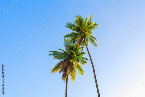 Two coconut tree with blue sky background  