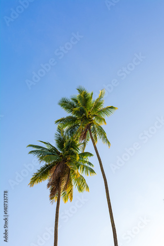 Two coconut tree with blue sky background 