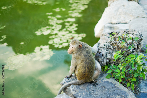 The monkey was sitting on a rock