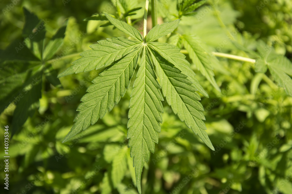 Marijuana leaves growing in the wild in Punjab, India Marijuana leaves growing in the wild in Punjab, India
