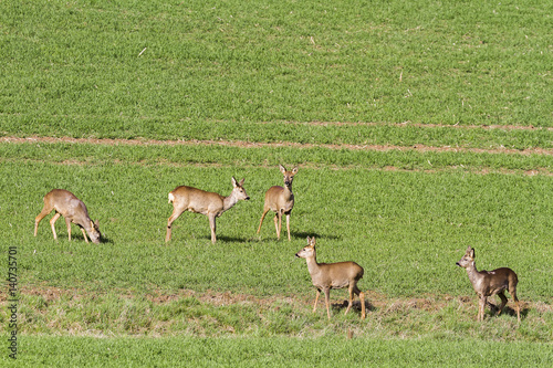 Fototapeta Naklejka Na Ścianę i Meble -  Ros in meadow -Roes graze in the meadow in the middle.