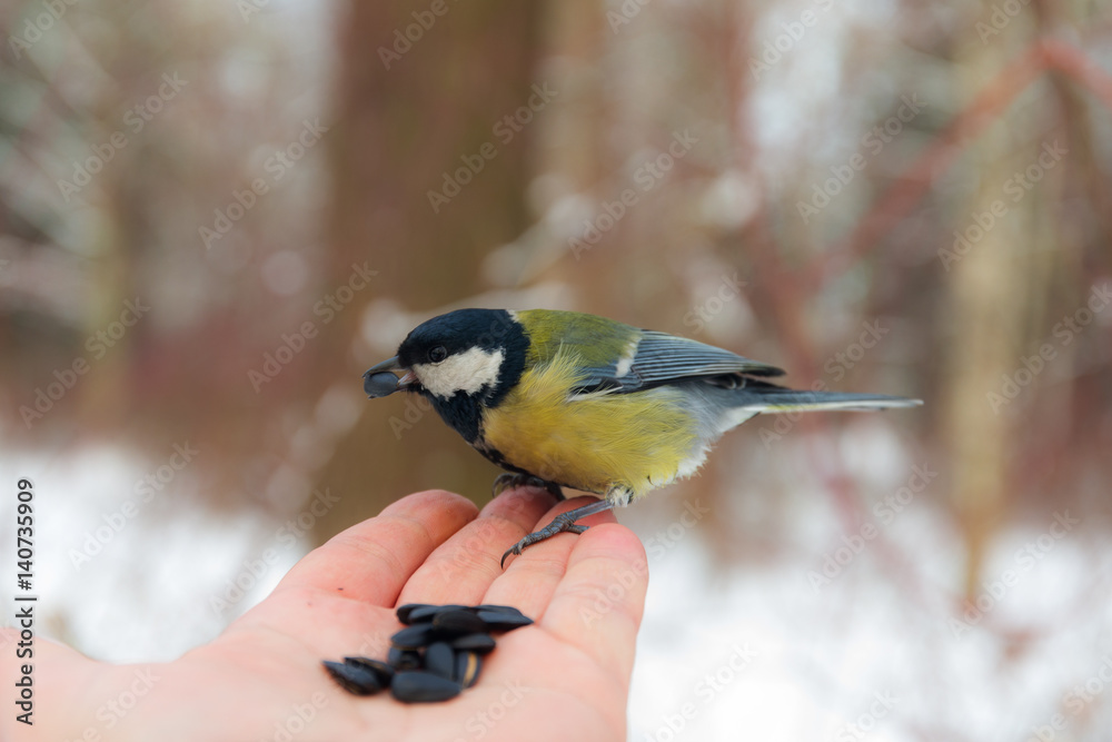 tit eats sunflower seeds tit eats sunflower seeds