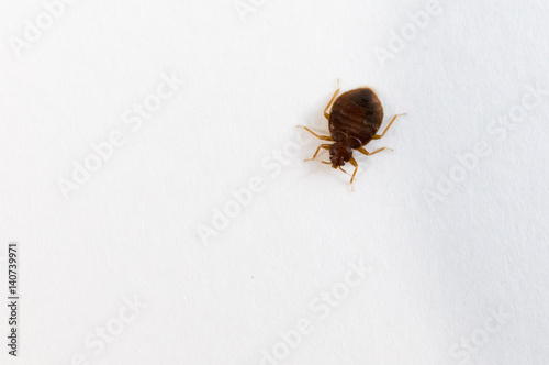 Canvas bed bug top view