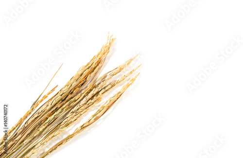 the paddy rice on white background. ears of paddy rice, copy space