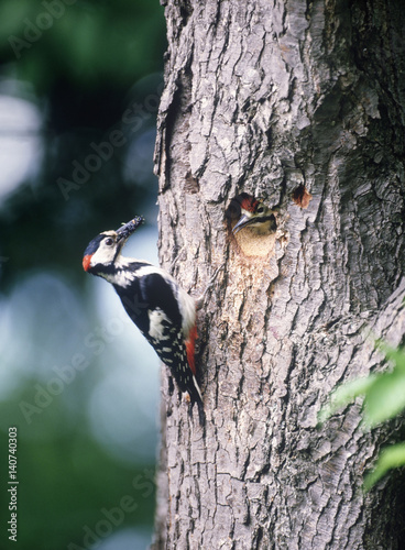 Great spotted woodpeckers on tree trunk, Furano city, Hokkaido prefecture, Japan photo