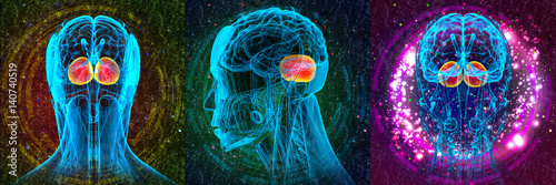 3D rendering medical illustration of the human brain cerebrum photo