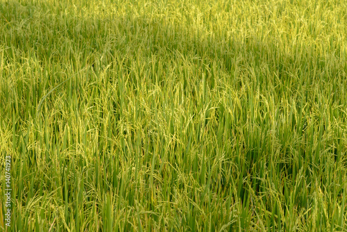 Rice field. Thai agriculture