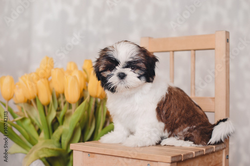 Little Shih tzu puppy with yellow tulips sitting on a chair, grey background