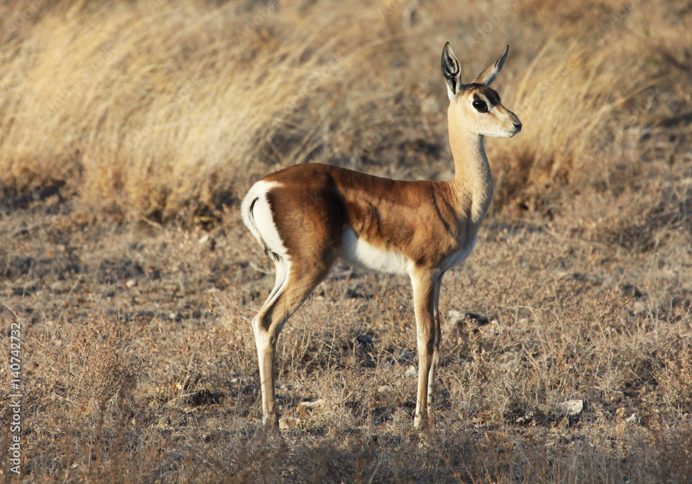 Fototapeta premium Grant's gazelle standing in grass