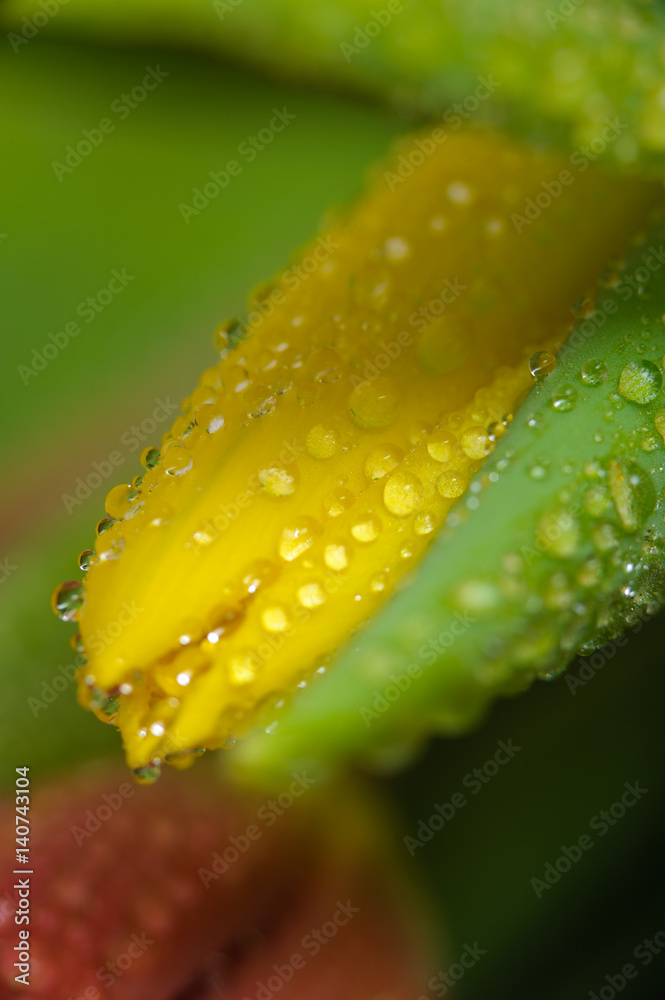 Fresh yellow tulip with water drops, macro. Fresh yellow tulip with water drops, macro.