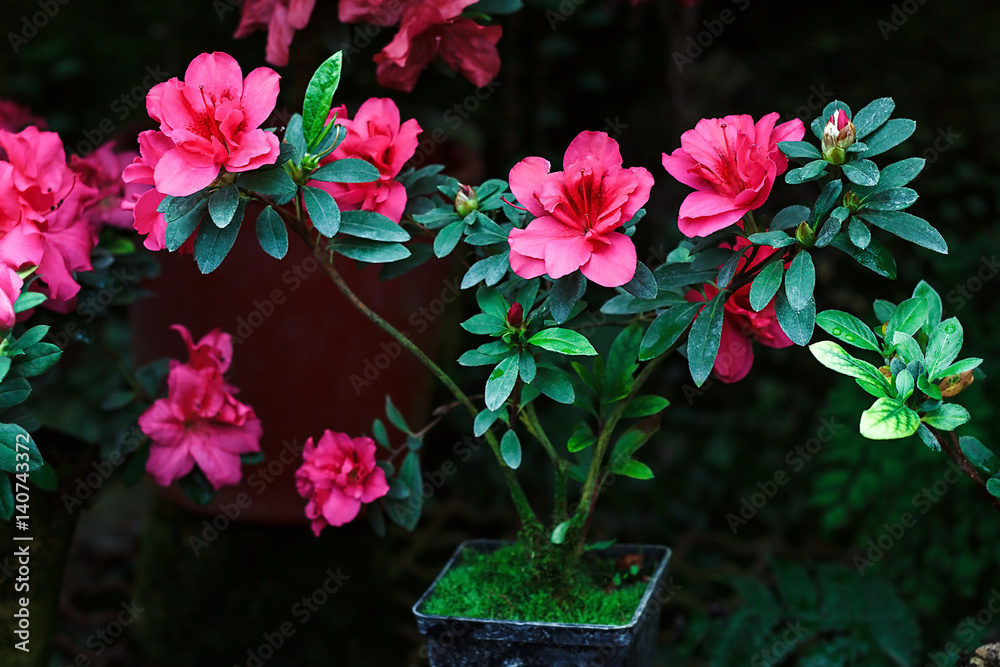 Beautiful pink rhododendron tree blossoms in springtime. Azalea in greenhouse. Closeup Pink Desert Rose flower soft focus. Concept image for interior design. Urban gardening.