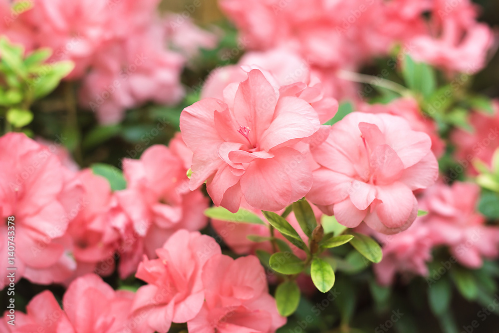 Beautiful pink rhododendron tree blossoms in springtime. Azalea in greenhouse. Closeup Pink Desert Rose flower soft focus. Concept image for interior design. Urban gardening. Beautiful pink rhododendron tree blossoms in springtime. Azalea in greenhouse. Closeup Pink Desert Rose flower soft focus. Concept image for interior design. Urban gardening.