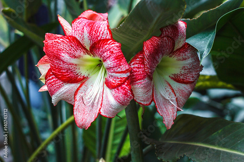 Multiple stripy pink white hippeastrum (amaryllis) flowers with red stripes on petals in nature garden background Star Lily Amaryllidaceae delightful houseplant with winter blossom used in bouquets