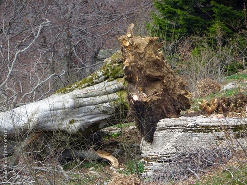 Fallen tree after a windstorm