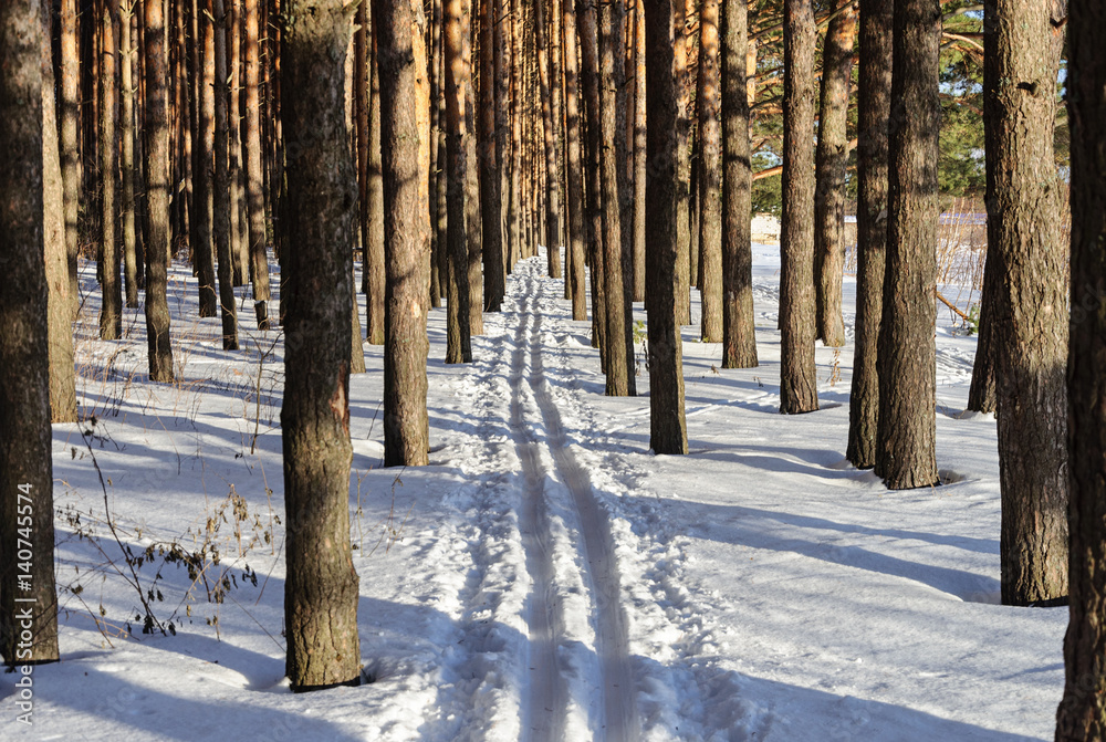 Ski track in pine forest Ski track in pine forest