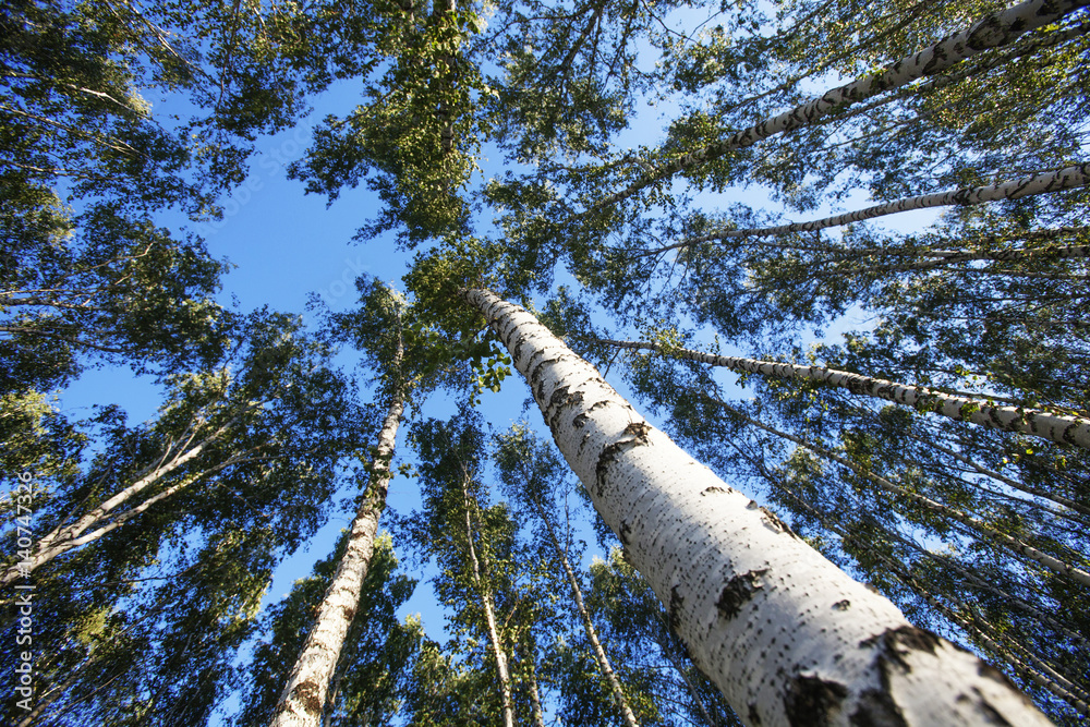 Fototapeta premium Birches. Bottom view, Trunks and foliage