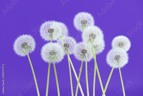 Dandelion flower on blue color background  group objects on blank space backdrop  nature and spring season concept.