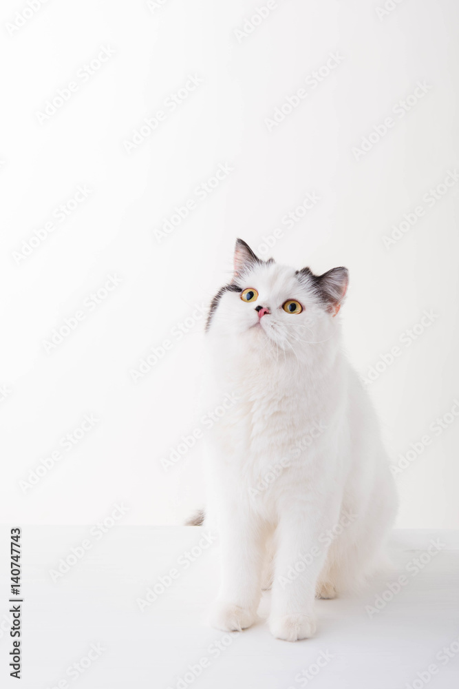 white Scottish Fold cat on a white background