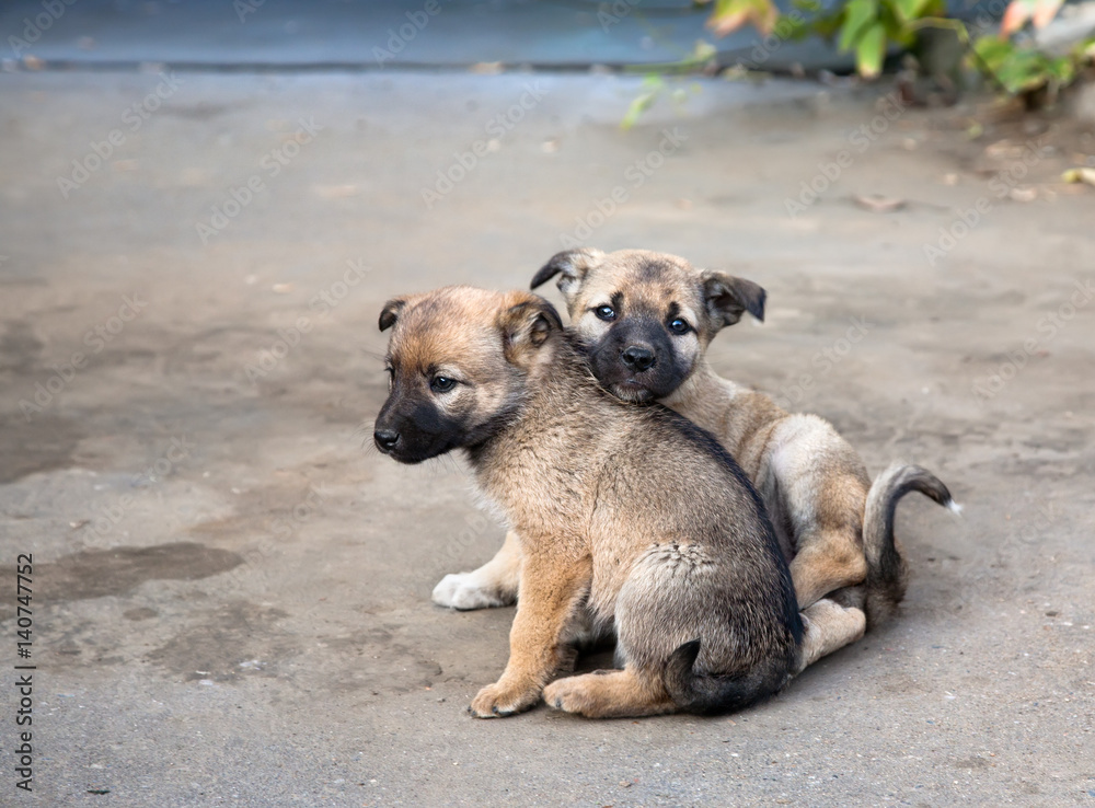 Two homeless puppies