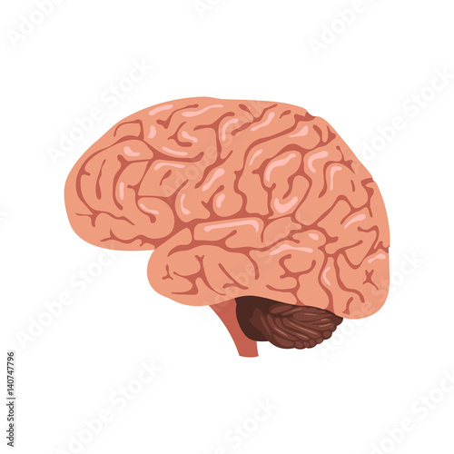 Brain anatomy icon
