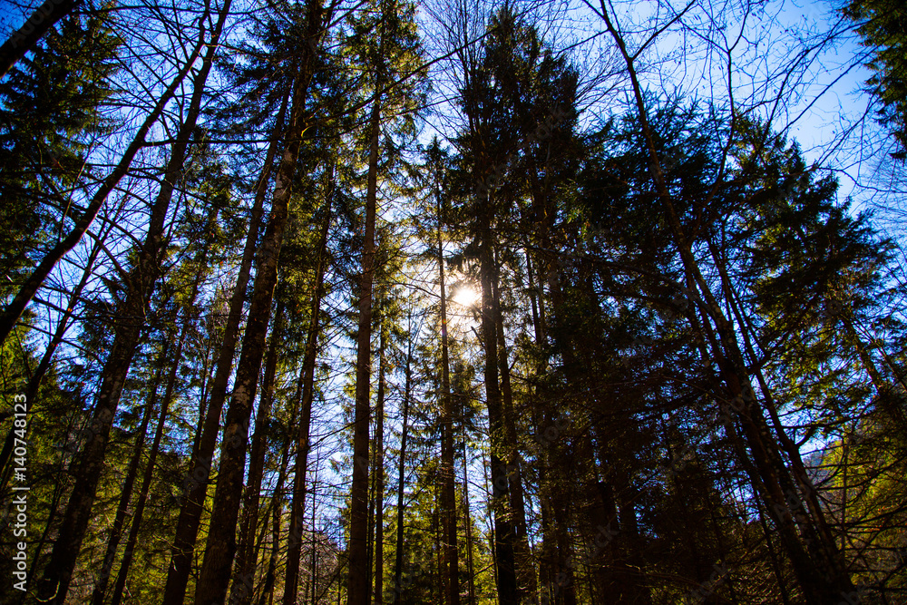 Obraz premium Wald mit Sonne