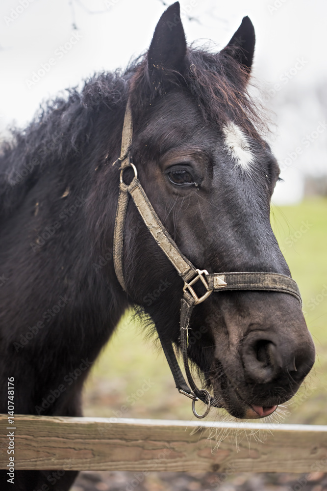 Black horse on the farm 