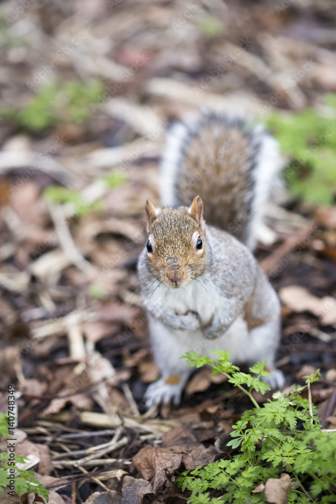 Squirrel playing in the park 
