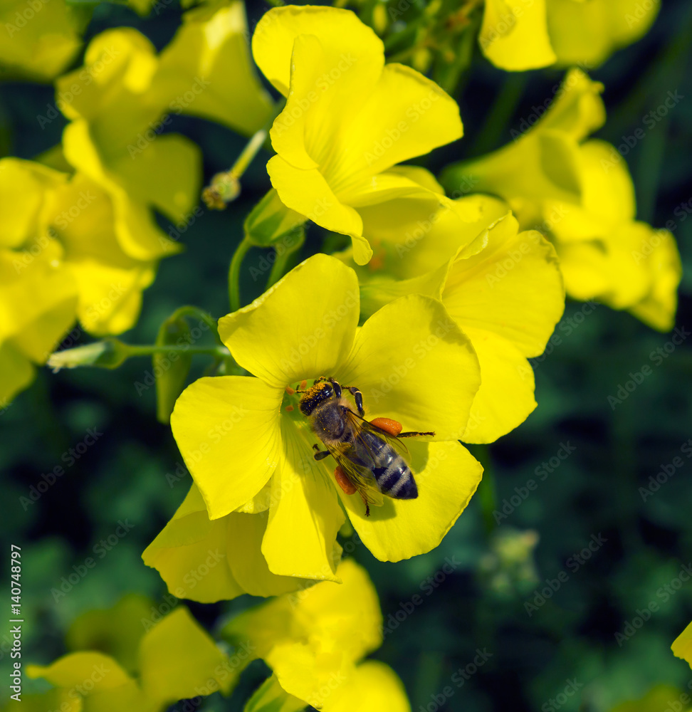A bee collects pollen from flowers. Concept - spring. A bee collects pollen from flowers. Concept - spring.