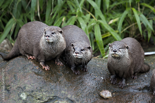 Three otters sitting by the water