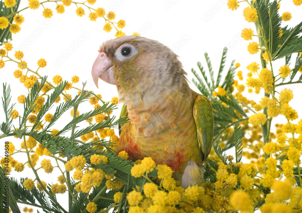 Fototapeta premium Cinnamon green-cheeked conure