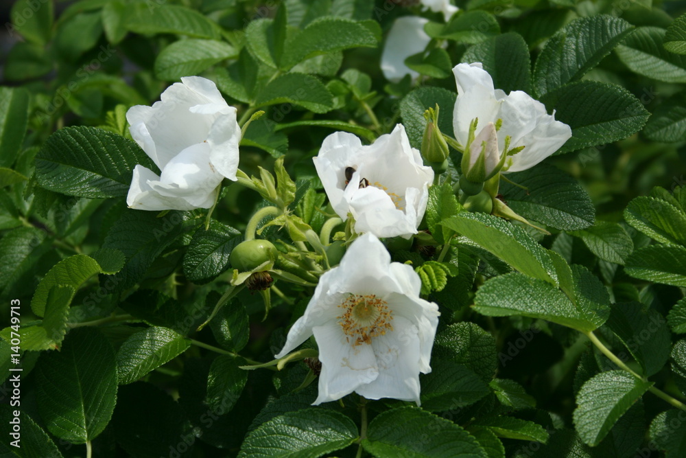 Obraz premium Rosa rugosa alba