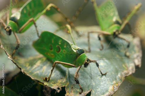 Close-up macro shot of three Malaysian leaf grasshoppers (Ancylecha fenestrata). photo